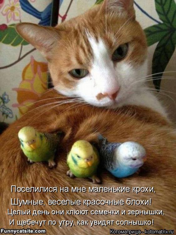 Поселилися на мне маленькие крохи, Шумные, веселые красочные блохи! Целый день они клюют семечки и зе... Котоматрица: Поселилися на мне маленькие крохи, Шумные, веселые красочные блохи! Целый день они клюют семечки и зернышки, И щебечут по утру, как увидят со