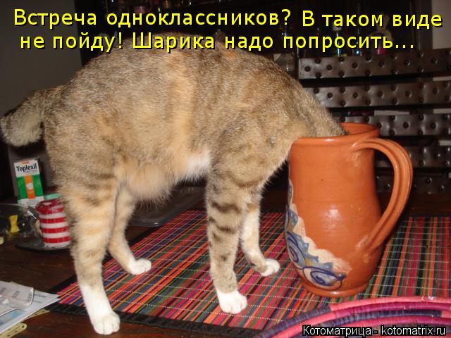 Котоматрица: Встреча одноклассников?  В таком виде    не пойду! Шарика надо попросить...