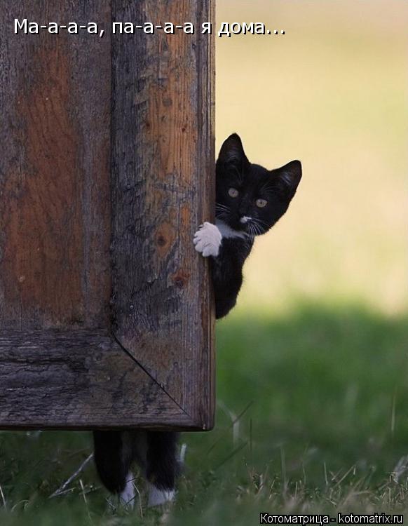 Ма-а-а-а, па-а-а-а я дома...... Котоматрица: Ма-а-а-а, па-а-а-а я дома...