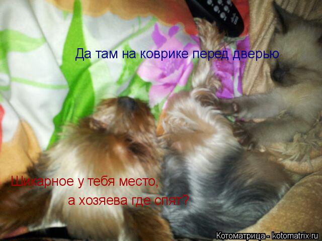Шикарное у тебя место, а хозяева где спят? Да там на коврике перед дверью... Котоматрица: Шикарное у тебя место, а хозяева где спят? Да там на коврике перед дверью