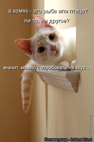 а хомяк - это рыба или птица? ни то, ни другое? значит, можно попробовать на вкус...... Котоматрица: а хомяк - это рыба или птица? ни то, ни другое? значит, можно попробовать на вкус...