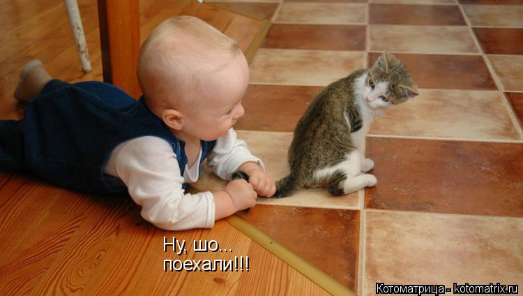 Ну, шо... поехали!!!... Котоматрица: Ну, шо... поехали!!!