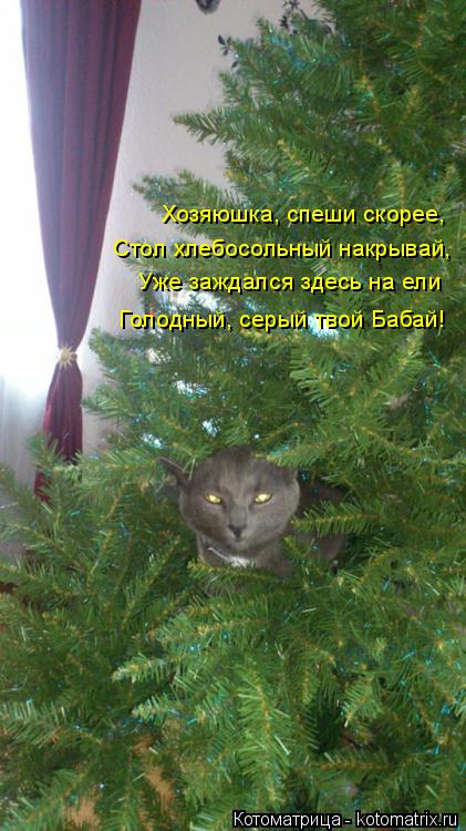 Котоматрица: Хозяюшка, спеши скорее, Стол хлебосольный накрывай, Уже заждался здесь на ели Голодный, серый твой Бабай!