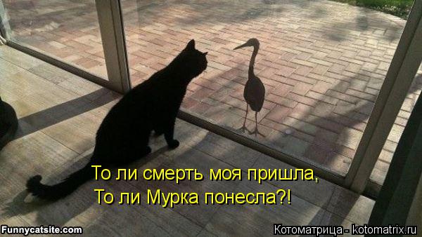 То ли смерть моя пришла, То ли Мурка понесла?!... Котоматрица: То ли смерть моя пришла, То ли Мурка понесла?!