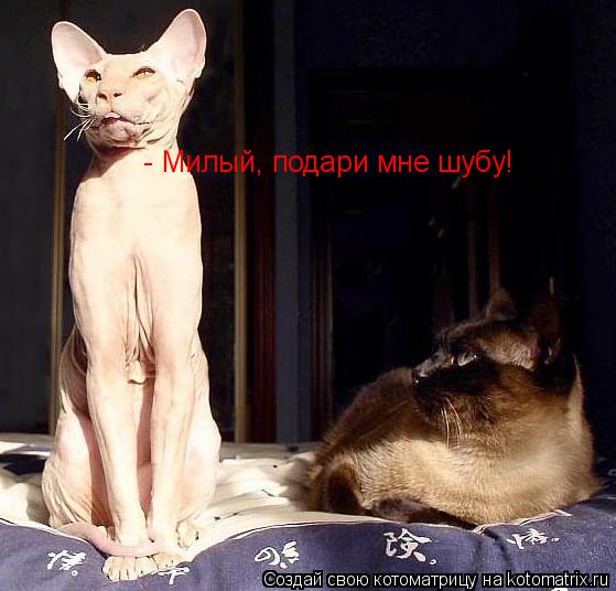 Котоматрица: - Милый, подари мне шубу!
