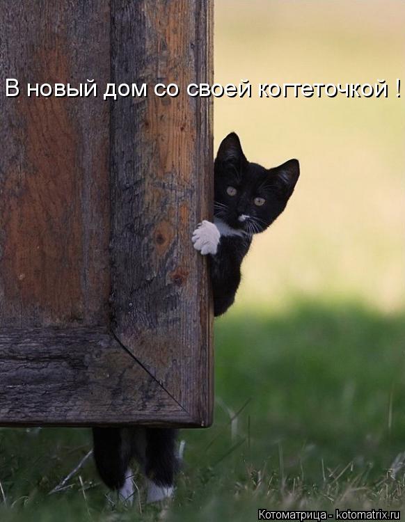 Котоматрица: В новый дом со своей когтеточкой !