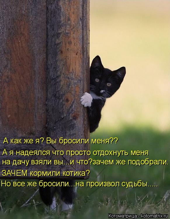 Стих о брошенном котенке Стих о брошенном котенке