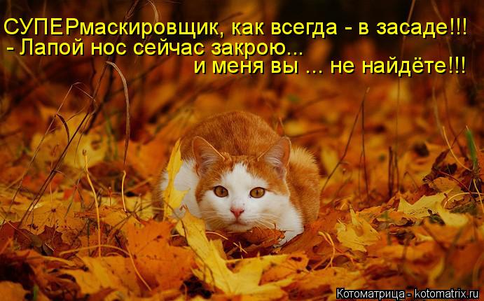 Котоматрица: СУПЕРмаскировщик, как всегда - в засаде!!! - Лапой нос сейчас закрою...  и меня вы ... не найдёте!!!