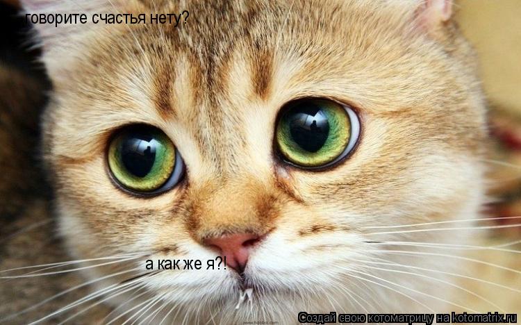 Котоматрица: говорите счастья нету? а как же я?!