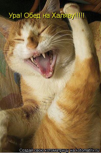 Ура! Обед на Халяву!!!!!... Котоматрица: Ура! Обед на Халяву!!!!!