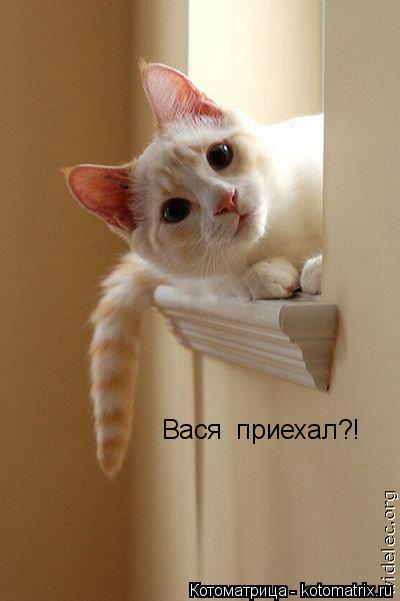 Вася приехал?!... Котоматрица: Вася приехал?!