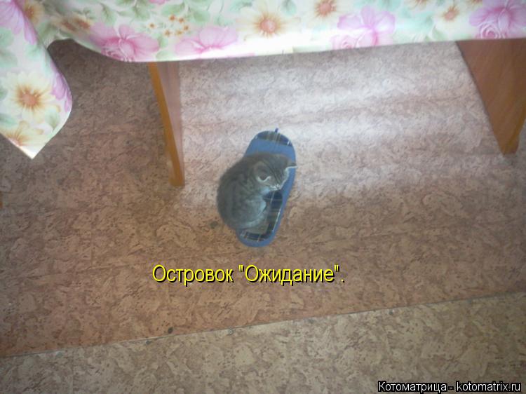 Островок "Ожидание".... Котоматрица: Островок "Ожидание".