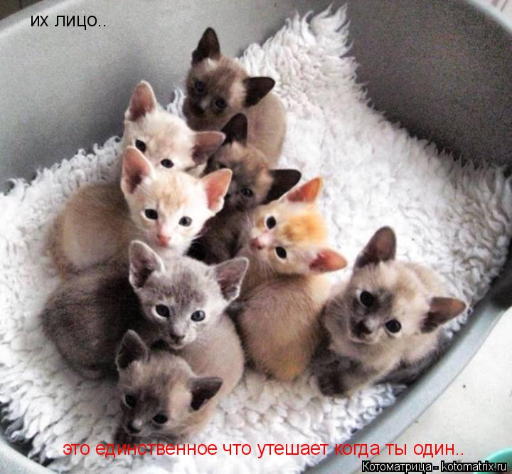 Котоматрица: их лицо.. это единственное что утешает когда ты один..