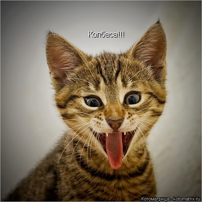 Котоматрица: Колбаса!!!