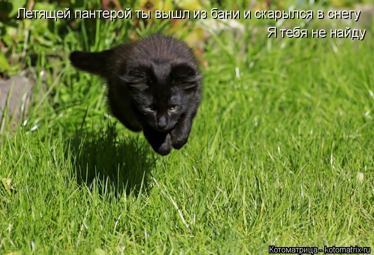 Летящей пантерой ты вышл из бани и скарылся в снегу Я тебя не найду... Котоматрица: Летящей пантерой ты вышл из бани и скарылся в снегу Я тебя не найду