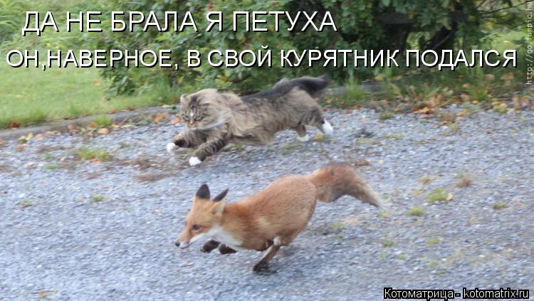 ДА НЕ БРАЛА Я ПЕТУХА ОН,НАВЕРНОЕ, В СВОЙ КУРЯТНИК ПОДАЛСЯ... Котоматрица: ДА НЕ БРАЛА Я ПЕТУХА ОН,НАВЕРНОЕ, В СВОЙ КУРЯТНИК ПОДАЛСЯ