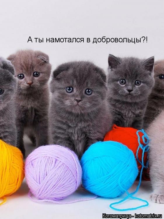 А ты намотался в добровольцы?!... Котоматрица: А ты намотался в добровольцы?!
