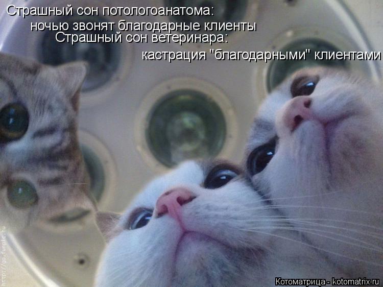 Страшный сон потологоанатома: ночью звонят благодарные клиенты Страшный сон ветеринара: кастрация "б... Котоматрица: Страшный сон потологоанатома: ночью звонят благодарные клиенты Страшный сон ветеринара: кастрация "благодарными" клиентами