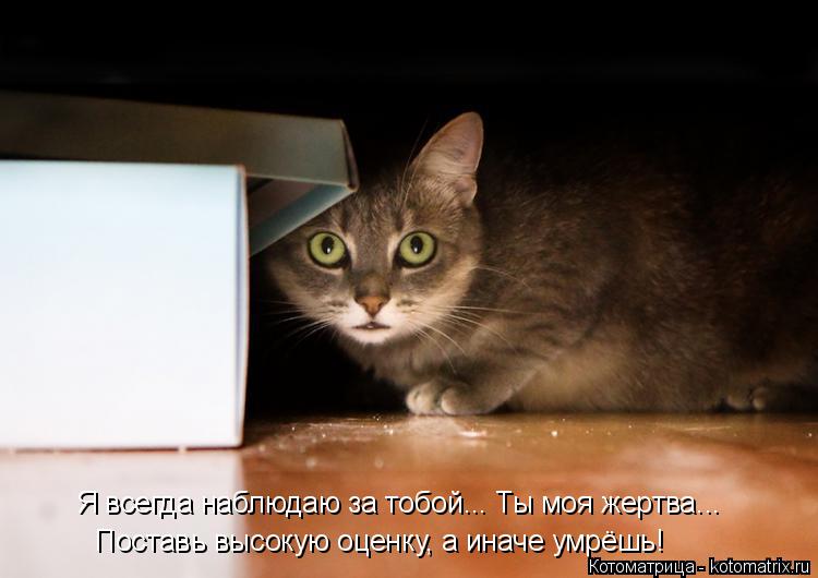 Я всегда наблюдаю за тобой... Ты моя жертва... Поставь высокую оценку, а иначе умрёшь!... Котоматрица: Я всегда наблюдаю за тобой... Ты моя жертва... Поставь высокую оценку, а иначе умрёшь!
