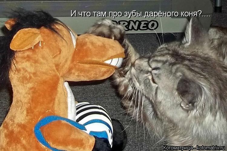 Котоматрица: И что там про зубы дарёного коня?....
