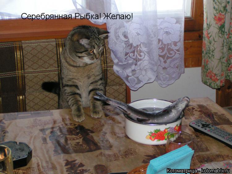 Серебрянная Рыбка! Желаю!... Котоматрица: Серебрянная Рыбка! Желаю!