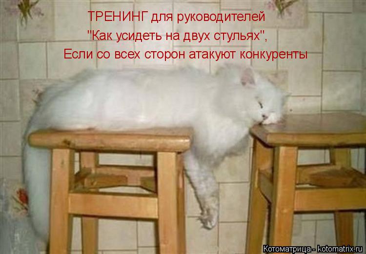 ТРЕНИНГ для руководителей "Как усидеть на двух стульях", Если со всех сторон атакуют конкуренты... Котоматрица: ТРЕНИНГ для руководителей "Как усидеть на двух стульях", Если со всех сторон атакуют конкуренты