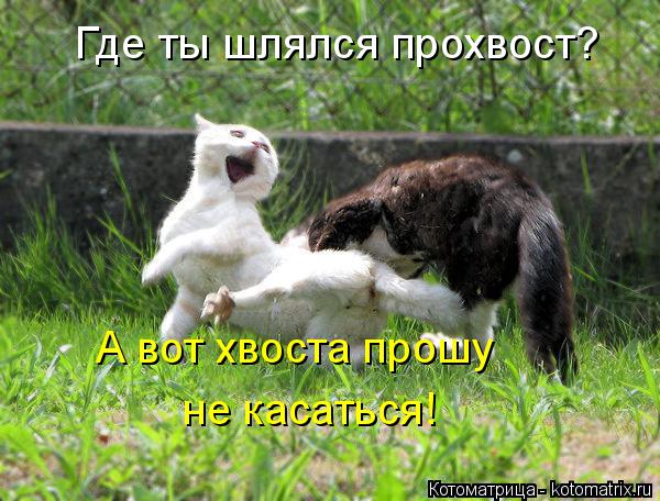 Где ты шлялся прохвост? А вот хвоста прошу не касаться!... Котоматрица: Где ты шлялся прохвост? А вот хвоста прошу не касаться!