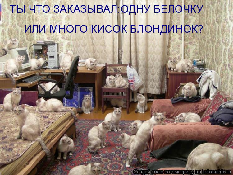 Котоматрица: ТЫ ЧТО ЗАКАЗЫВАЛ:ОДНУ БЕЛОЧКУ  ИЛИ МНОГО КИСОК БЛОНДИНОК?