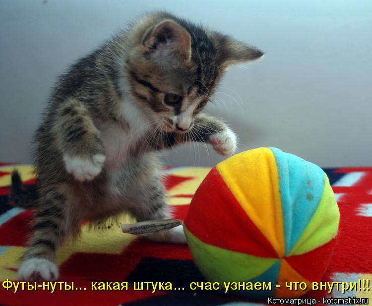 Котоматрица: Футы-нуты... какая штука... счас узнаем - что внутри!!!
