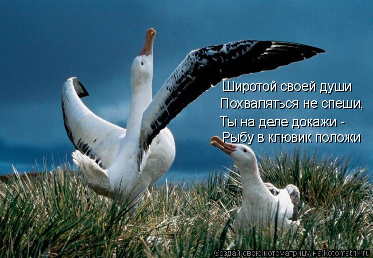 Широтой своей души Похваляться не спеши, Ты на деле докажи - Рыбу в клювик положи... Котоматрица: Широтой своей души Похваляться не спеши, Ты на деле докажи - Рыбу в клювик положи