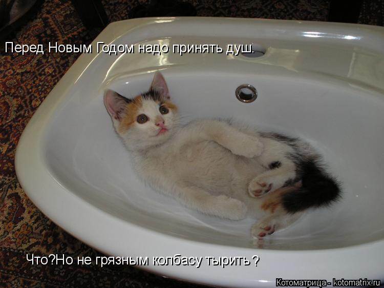 Перед Новым Годом надо принять душ. Что?Но не грязным колбасу тырить ?... Котоматрица: Перед Новым Годом надо принять душ. Что?Но не грязным колбасу тырить ?