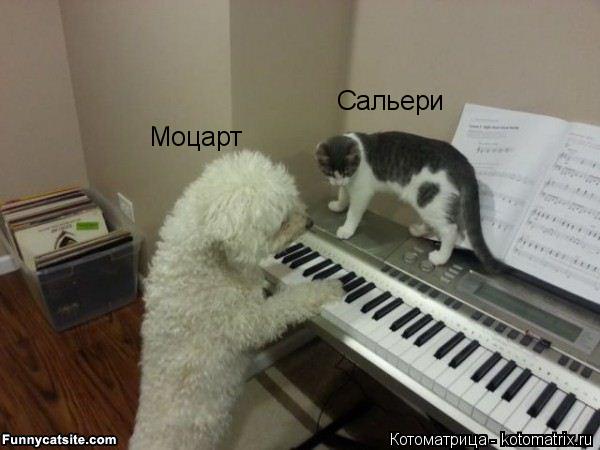 Котоматрица: Моцарт Сальери