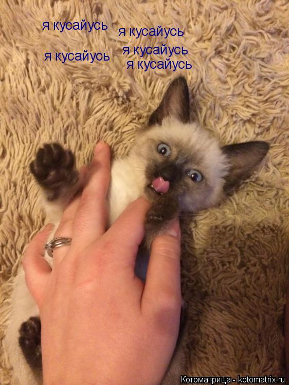 я кусайусь я кусайусь я кусайусь я кусайусь я кусайусь... Котоматрица: я кусайусь я кусайусь я кусайусь я кусайусь я кусайусь