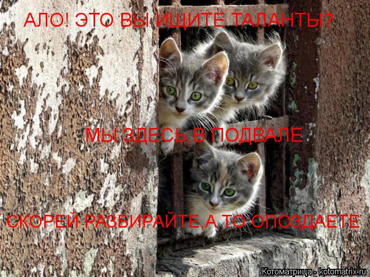 Котоматрица: АЛО! ЭТО ВЫ ИЩИТЕ ТАЛАНТЫ? МЫ ЗДЕСЬ,В ПОДВАЛЕ СКОРЕЙ РАЗБИРАЙТЕ,А ТО ОПОЗДАЕТЕ