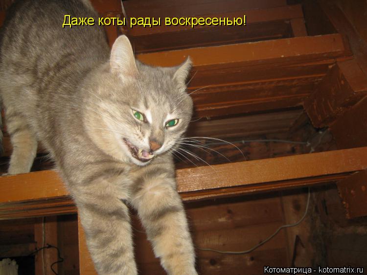 Котоматрица: Даже коты рады воскресенью!