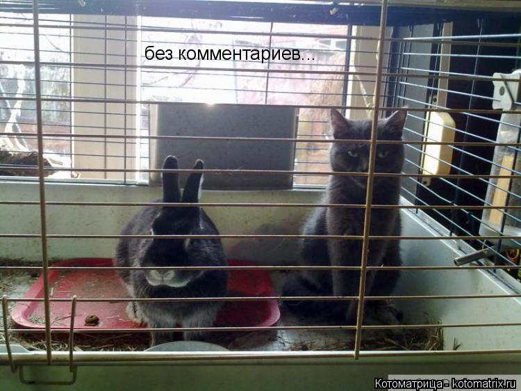 Котоматрица: без комментариев...