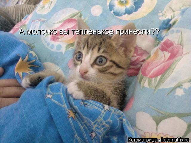 Котоматрица: А молочко вы тепленькое принесли??