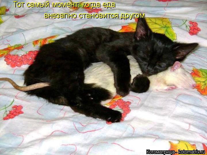 Котоматрица: Тот самый момент, когда еда внезапно становится другом
