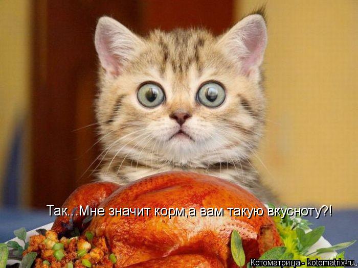 Так...Мне значит корм,а вам такую вкусноту?!... Котоматрица: Так...Мне значит корм,а вам такую вкусноту?!