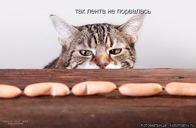 Котоматрица: так лента не порвалась