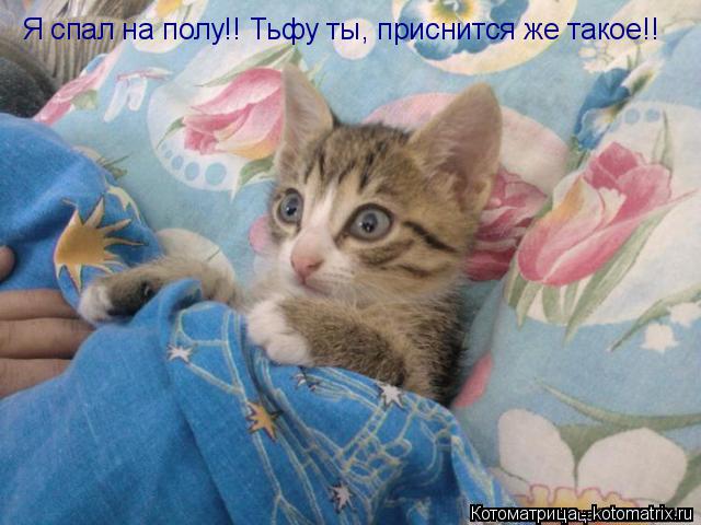 Котоматрица: Я спал на полу!! Тьфу ты, приснится же такое!!