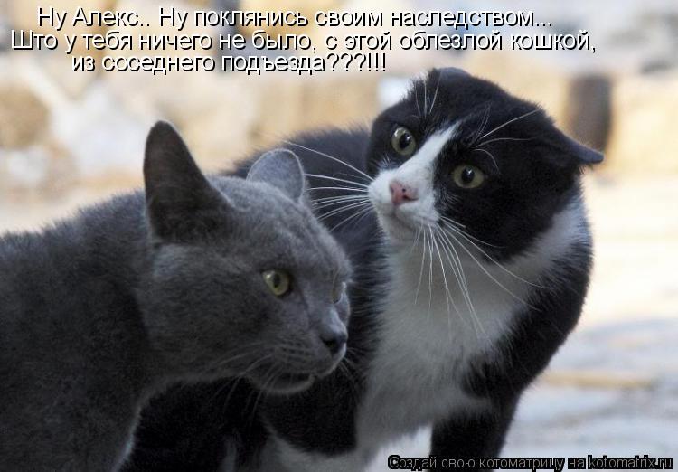 Ну Алекс.. Ну поклянись своим наследством... Што у тебя ничего не было, с этой облезлой кошкой, из со... Котоматрица: Ну Алекс.. Ну поклянись своим наследством... Што у тебя ничего не было, с этой облезлой кошкой, из соседнего подъезда???!!!