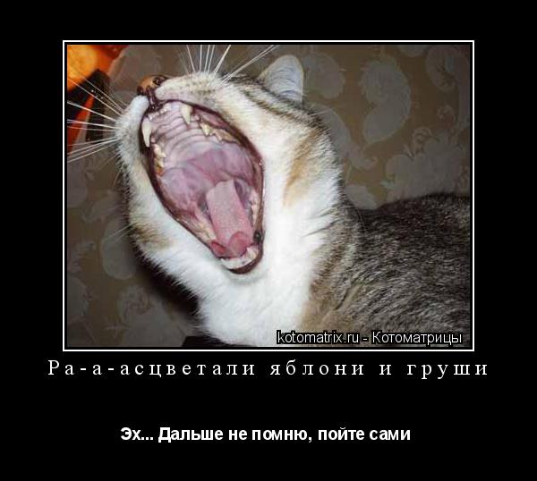 Ра-а-асцветали яблони и груши Эх... Дальше не помню, пойте сами ... Котоматрица: Ра-а-асцветали яблони и груши Эх... Дальше не помню, пойте сами