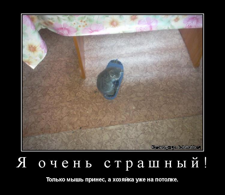 Котоматрица: Я очень страшный! Только мышь принес, а хозяйка уже на потолке.