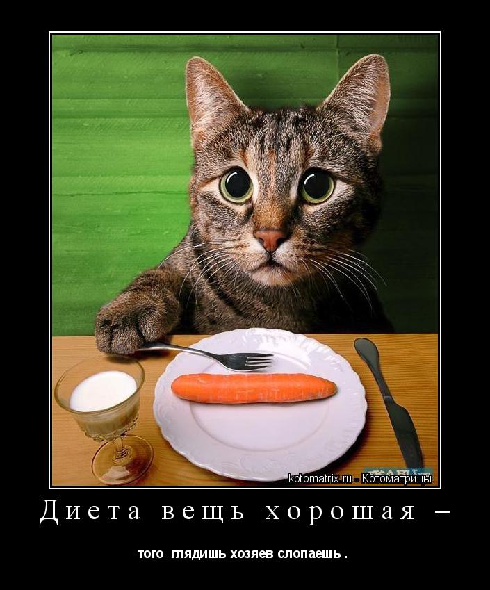 Котоматрица: Диета вещь хорошая –  того  глядишь хозяев слопаешь . 