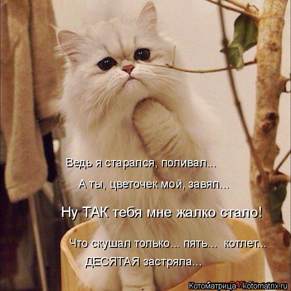 Котоматрица: Что скушал только... пять...  котлет... ДЕСЯТАЯ застряла... А ты, цветочек мой, завял... Ну ТАК тебя мне жалко стало! Ведь я старался, поливал...