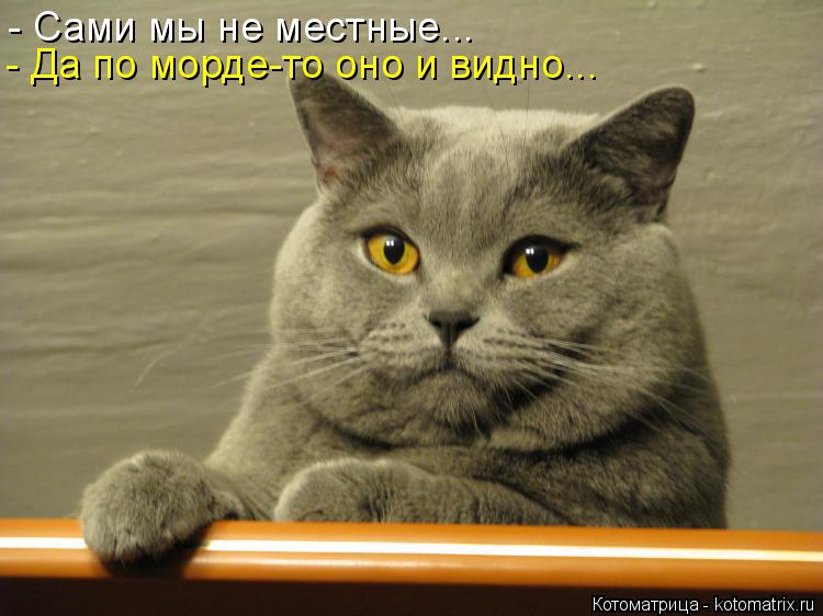 - Сами мы не местные... - Да по морде-то оно и видно...... Котоматрица: - Сами мы не местные... - Да по морде-то оно и видно...