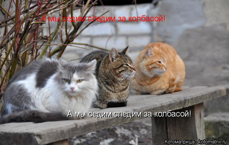 А мы седим следим за колбасой! А мы седим следим за колбасой!... Котоматрица: А мы седим следим за колбасой! А мы седим следим за колбасой!