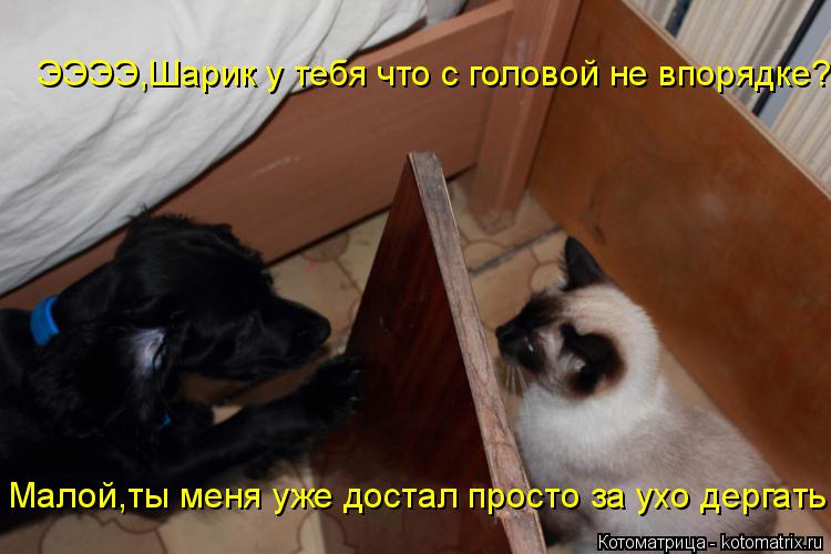 ЭЭЭЭ,Шарик у тебя что с головой не впорядке? Малой,ты меня уже достал просто за ухо дергать!... Котоматрица: ЭЭЭЭ,Шарик у тебя что с головой не впорядке? Малой,ты меня уже достал просто за ухо дергать!