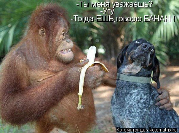 -Ты меня уважаешь? -Угу. -Тогда-ЕШЬ,говорю,БАНАН !... Котоматрица: -Ты меня уважаешь? -Угу. -Тогда-ЕШЬ,говорю,БАНАН !